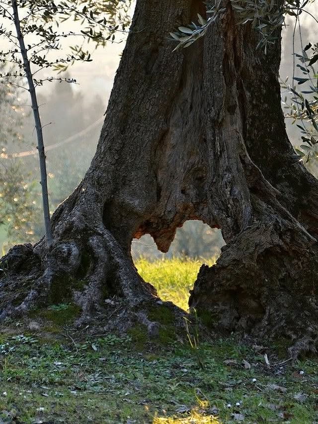 Olive tree with a heart-shaped hollow, published by Willow’s Lab